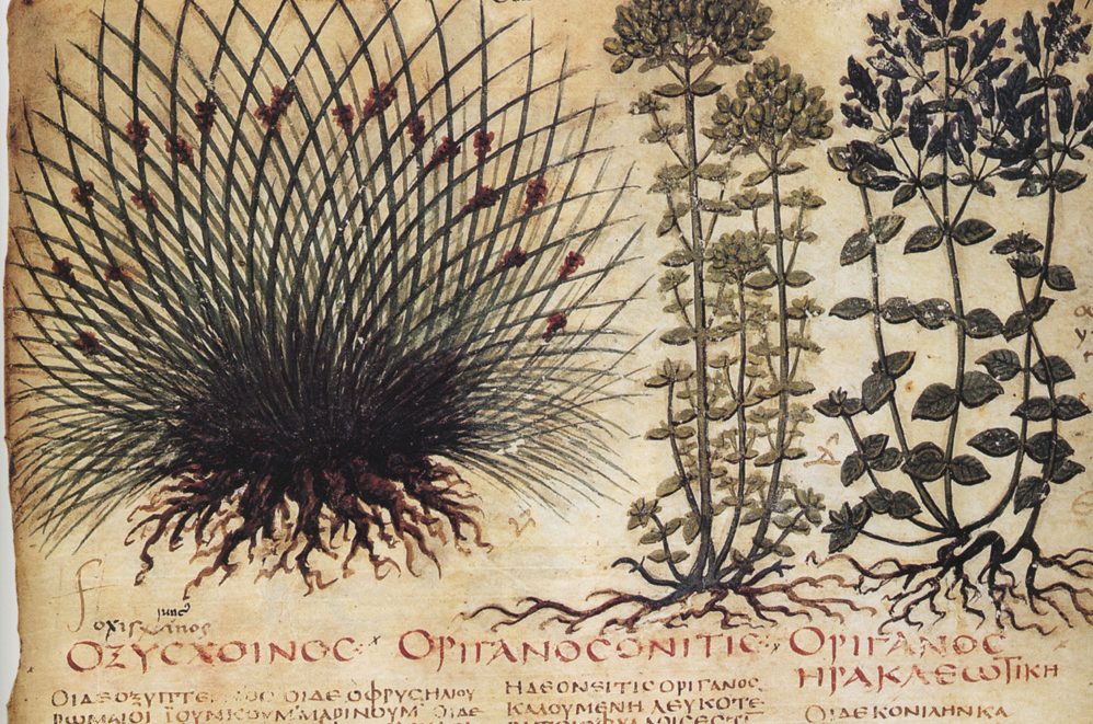 Pedanios Dioskurides Materia Medica Der Küchendruide